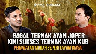 Bahas Tuntas Cara Ternak AYAM KUB Paling Mudah, Pakan Hemat Hasilkan Telur dan Daging Berkualitas!