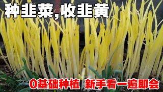 【种韭菜得韭黄！】|hotbed chives|种植简单，要求低，室内都可以种植|超级懒人菜