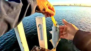 One Hour Fishing Challenge in The Swan River ( Using Lures )