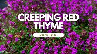 Introducing Creeping Red Thyme