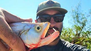 PESCA Y COCINA EN RÍO LLENO DE PECES, pesca urbana