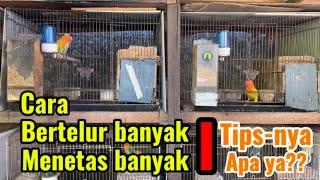 Cara supaya telur banyak dan netas banyak | simak penjelasannya sampai tuntas!!