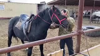 Handling and training of a wild horse