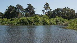 Restoring Moutain Lake in the Presidio of San Francisco