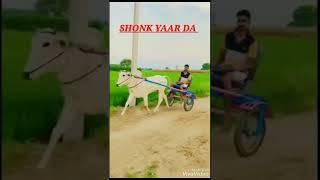 #bailrace #jhotarace #horsh #jhota #nagori #youtubeshorts