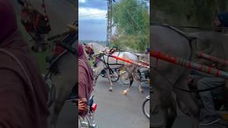 Tanga race #apnatangaracer #all #horselover #viral #shortvideo #shorts #short #shortsvideo #apna