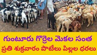 GUNTUR SHEEP GOAT MARKET KIDS 13 5 22 గుంటూరు గొర్రెల సంత ప్రతి శుక్రవారం