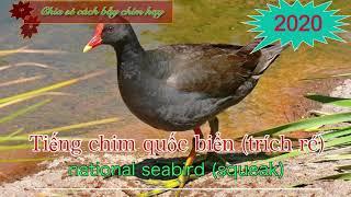 Tiếng quốc biển ( trích ré) 2020 National seabird sound (squeaked) 2020