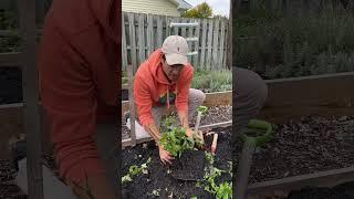 Here’s How To Take Your Peppers Indoors For Winter! #gardening #shorts #garden