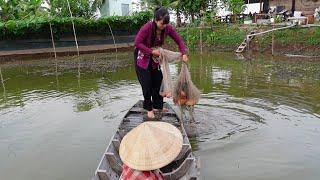 Cùng Cô Bảy Ra Ao Chài Cá làm Bữa Cơm Chiều đậm chất miền quê | HQ #1426