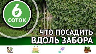 Что посадить вдоль забора. 6 соток 10.04.2023