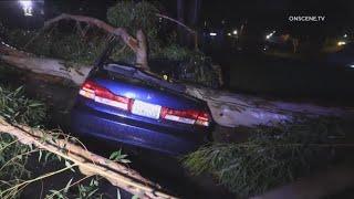 Eucalyptus tree crushes man's car in Scripps Ranch