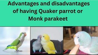 Quaker Parrots Advantages and Disadvantages | Monk Parakeet | Quaker Parrot Sounds