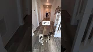 Sapphie the pomsky assigns chores to parents