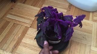 Purple Passion Plant (PPP)