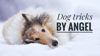 Dog tricks by x rough collie Angel