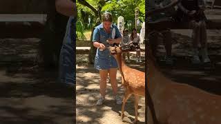 【海外の反応】野生の鹿に魅力を感じた外国人観光客Nara Park