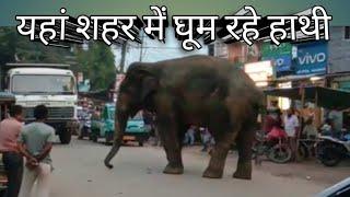 शहर में घूम रहे जंगल के गजराज- #elephant #haridwar  Zahid Habibi Nainital