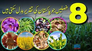 8 Crops That Can Change The Fate of Pakistan | BigSocho