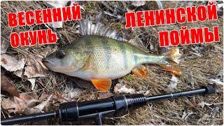 Ловля окуня в Ленинской пойме