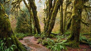 Olympic National Park's Spruce Nature Trail & Hall of Mosses | Loyal Kinfolk Travel