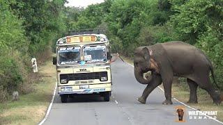 The bus conductor who attacked the ferocious wild elephant with a cable.
