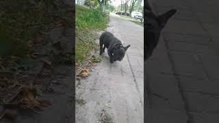 French Bulldog / Французский Бульдог #frenchbulldog #французскийбульдог #puppy #dog #BatmanSelina