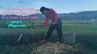 100% organic potatoes from growing to harvest... Arunachal Pradesh!!!