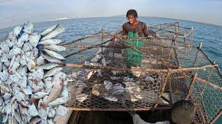 JAMAICA'S BIGGEST  "ANGEL"  FISH CATCH IN DEEP WATER TRAPS  #fishing #adventure #seafood