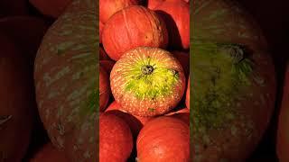 Польза тыквы #пп #мирнаяеда #зож #здоровоепитание #веган