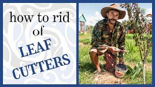 Organic Remedies for Crawling Leaf Cutters | Ants 