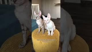 Самые умные породы кошек