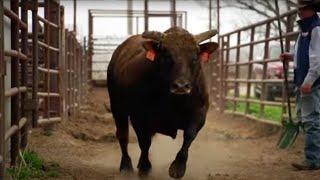 An unbelievable story of one of the rankest bulls, Ricky Vaughn.