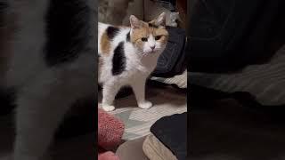 【三毛猫】のしのし歩いて寝床へ向かうミケ