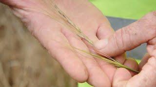 Biosecurity - Chilean Needle Grass