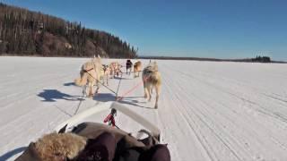 Dog Sledding - Mushing  in Fairbanks, Alaska