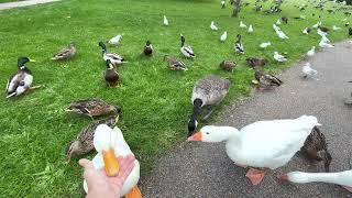 Hand Feeding Ducks And Petting A Goose! (CUTE)