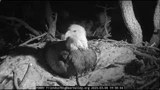 @FOBBVCAM Jackie and the Great Horned Owl 08.03.2025