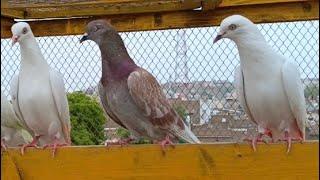 Special pigeon for Sale      chatri wale kabootar