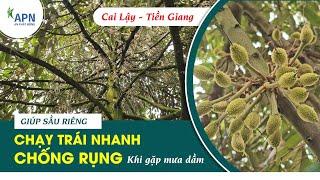 APN - GIÚP SẦU RIÊNG CHẠY TRÁI NHANH - CHỐNG RỤNG KHI GẶP MƯA DẦM #anphatnong #cayantrai #saurieng