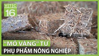 Biến phụ phẩm nông nghiệp thành "vàng" | VTC16