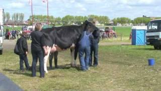 Professional cattle photographer capturing image of a  Holstein cow