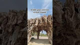 A 600-year-old tree in Kish Island !  What is the breed of this tree ?