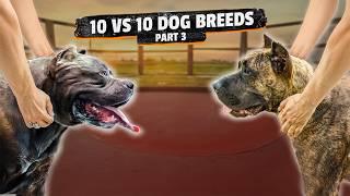 American Bully XL VS Presa Canario