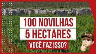 100 NOVILHAS de RECRIA em 5 HECTARES - PASTEJO ROTACIONADO ADUBADO e IRRIGADO para BOVINOS DE CORTE