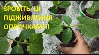 ДОГЛЯД  ТА  ПІДЖИВЛЕННЯ  ОГІРОЧКІВ  ДО  ТА  ПІСЛЯ  ВИСАДКИ  У   ГРУНТ
