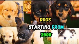 Cheapest Dog Kannel | All Breeds and puppies | Best kannel for buying Dogs | Mapla_Machan