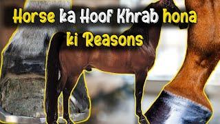 Dr. Osama Javed Exposes Horse Laminitis Causes