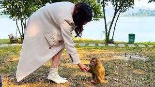 Monkey Kaka is curious when a group of tourists come to visit