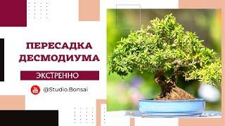 Экстренная пересадка десмодиума @Studio.Bonsai